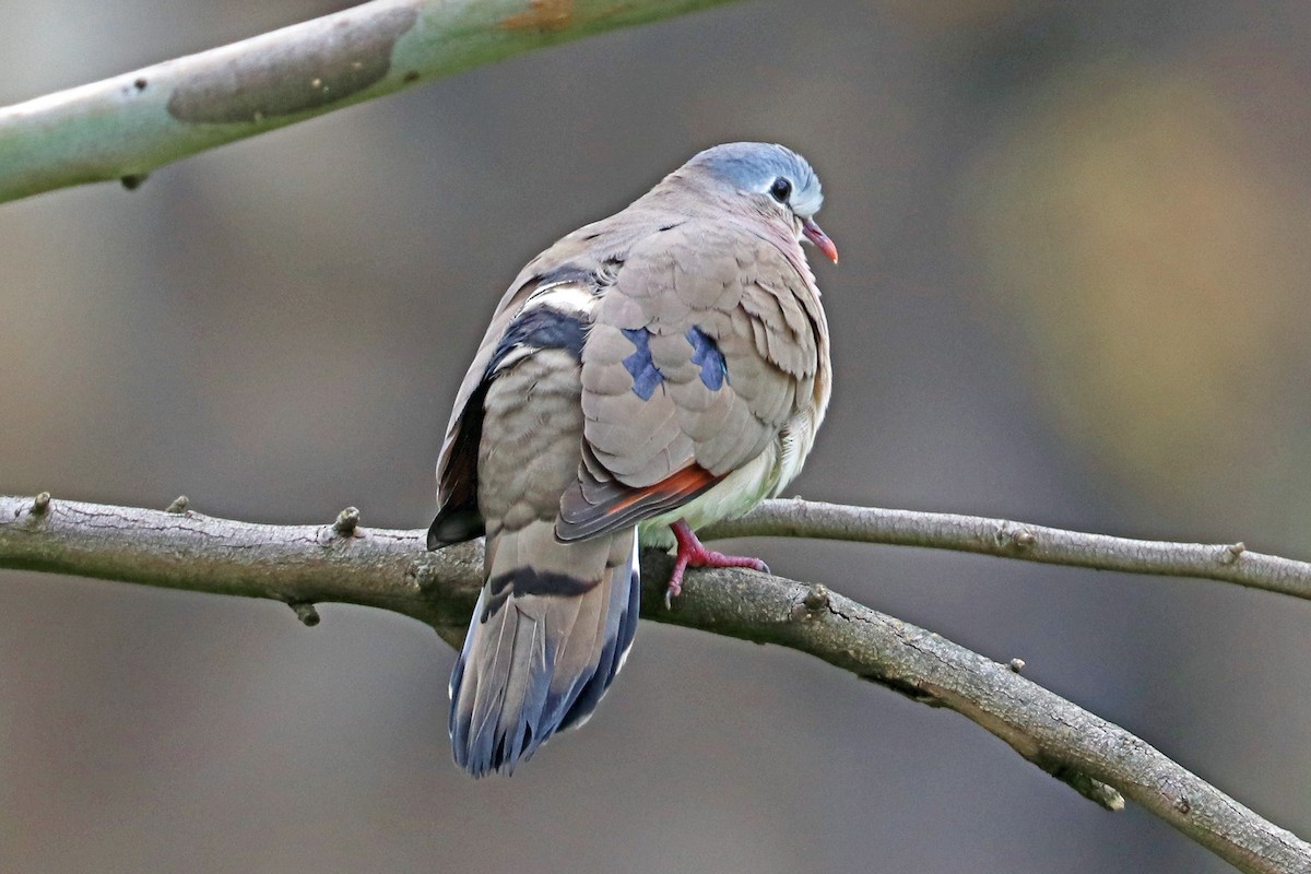 Blue-spotted Wood-Dove - Greg  Griffith