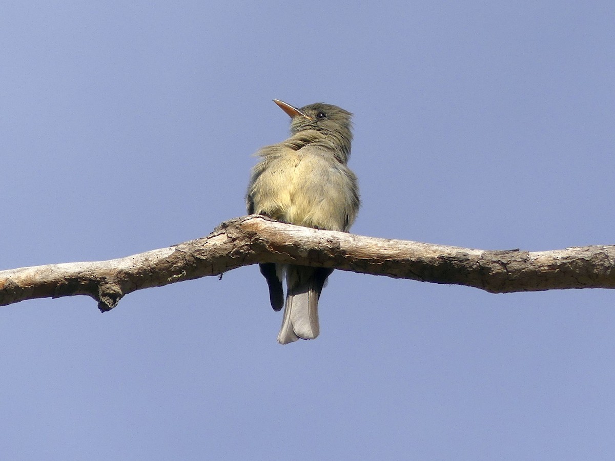 Greater Pewee - ML190175061