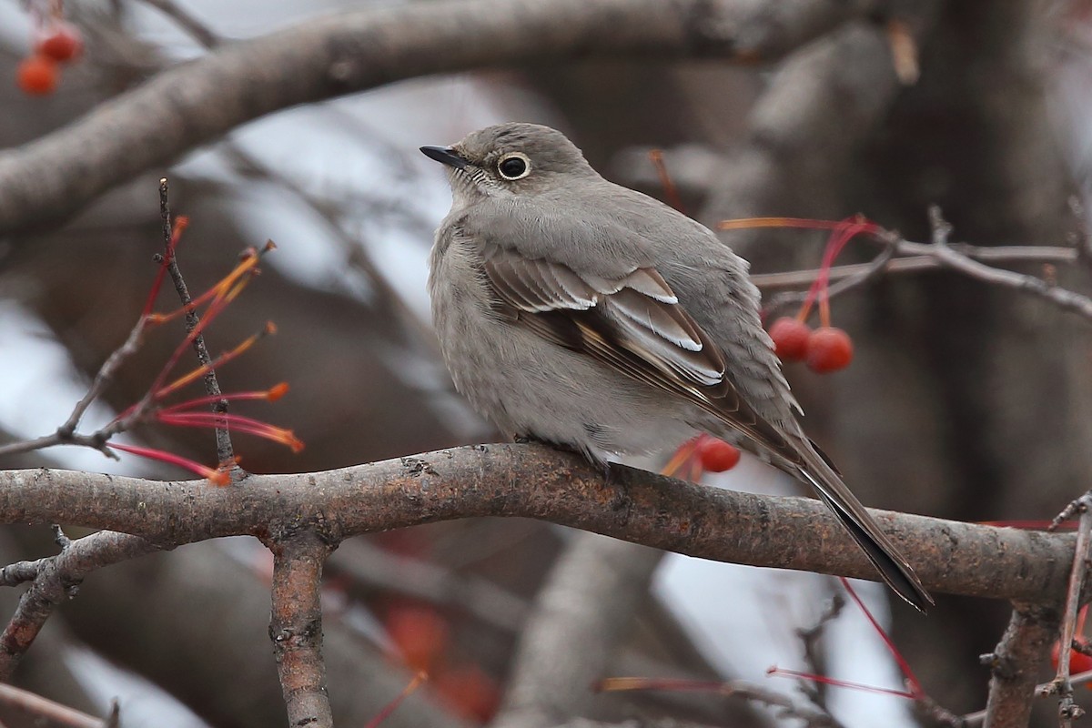 Townsend's Solitaire - ML190175821