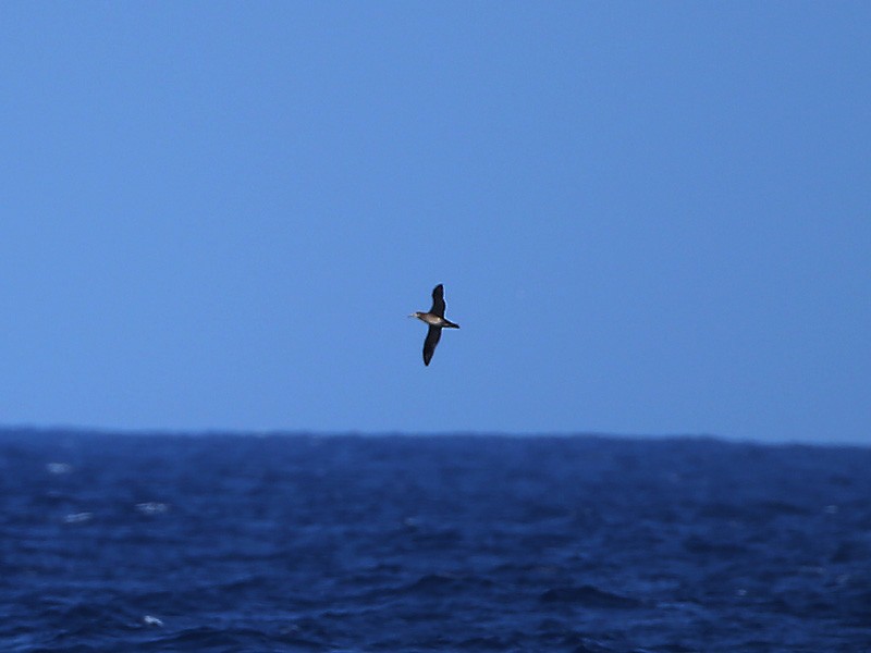 Black-footed Albatross - ML190176161