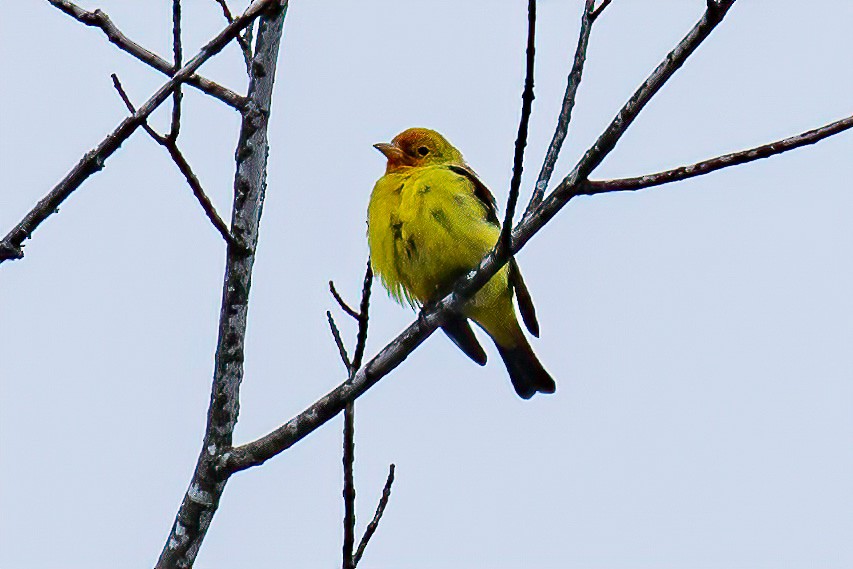 Western Tanager - Chris S. Wood