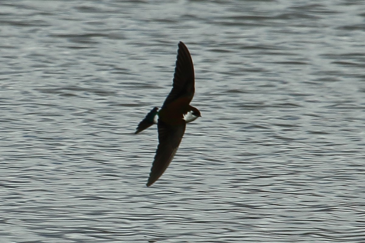 Violet-green Swallow - gord smith