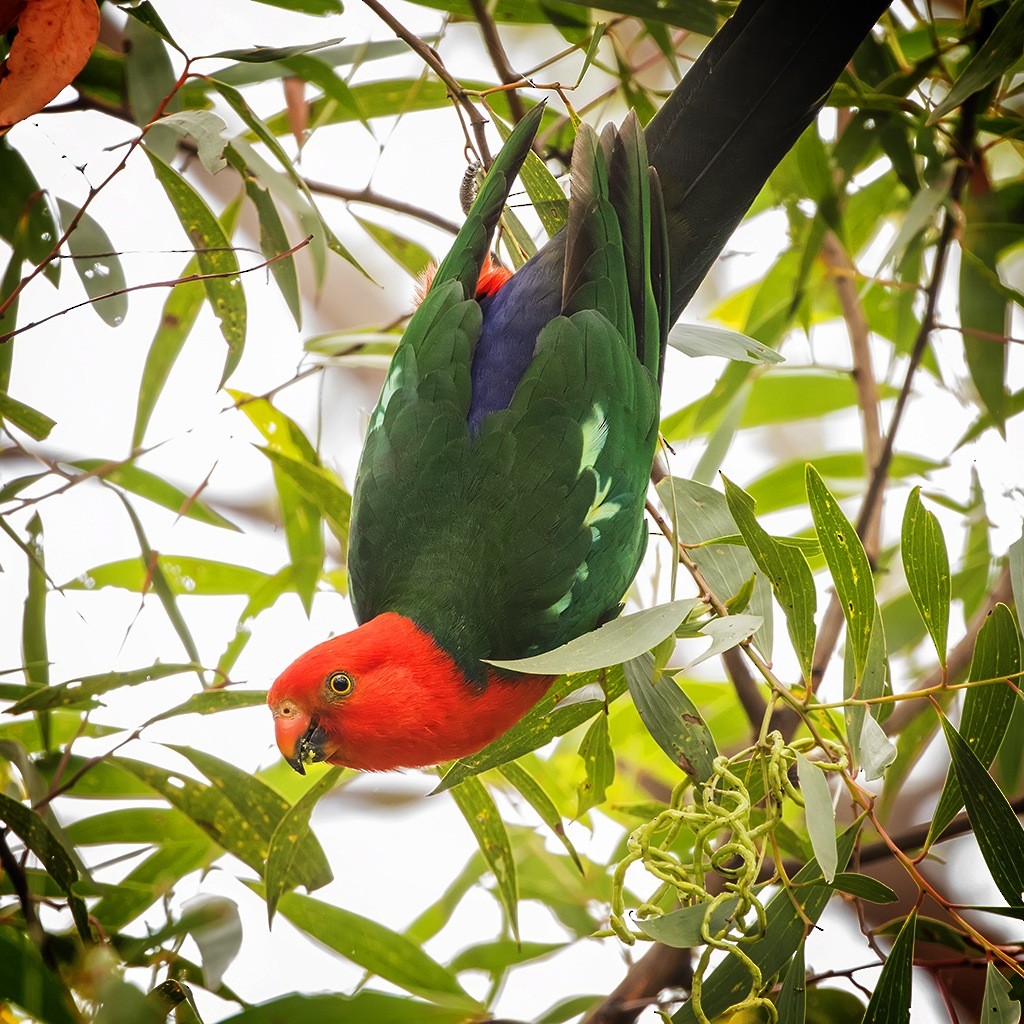 Australian King-Parrot - ML190177861