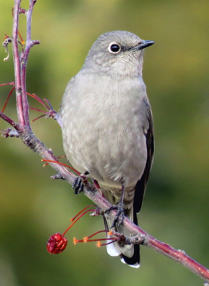 Townsend's Solitaire - ML190177901