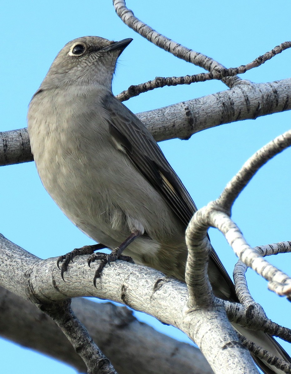 Townsend's Solitaire - ML190177911