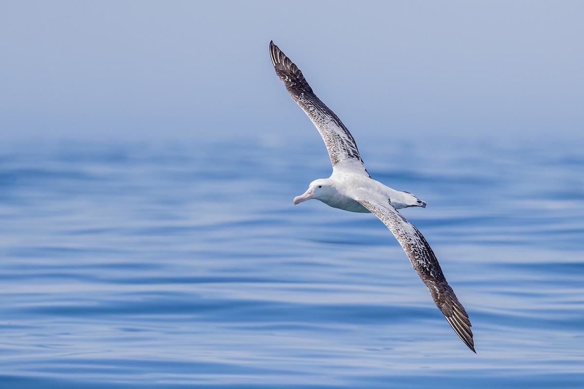 albatros stěhovavý/tristanský/jižní - ML190181241