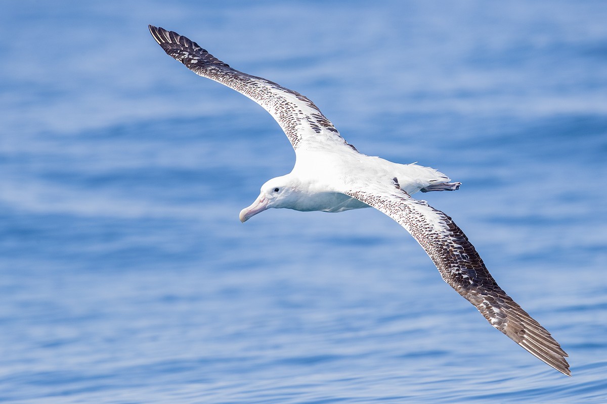 Albatros hurleur, A. de Tristan da Cunha ou A. des Antipodes - ML190181251