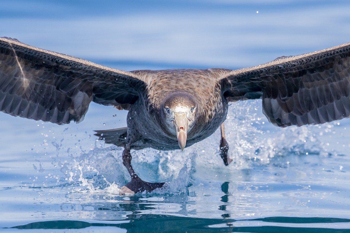 Northern Giant-Petrel - Laurie Ross | Tracks Birding & Photography Tours