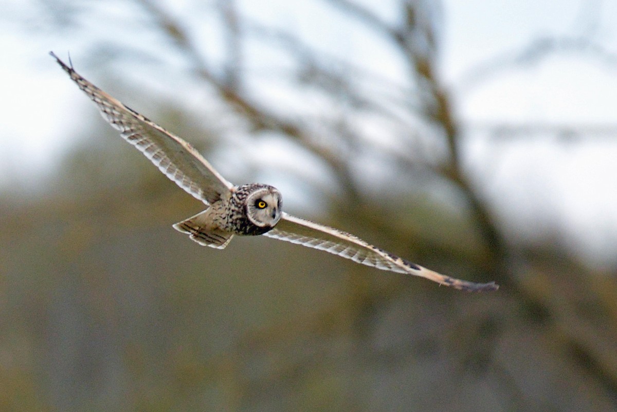 Short-eared Owl - Brian Carruthers