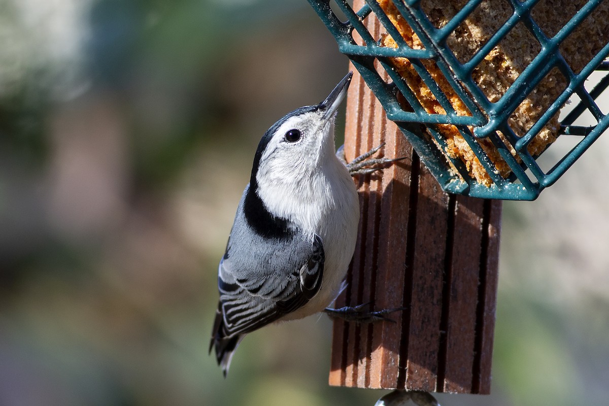 White-breasted Nuthatch - Martin Wall
