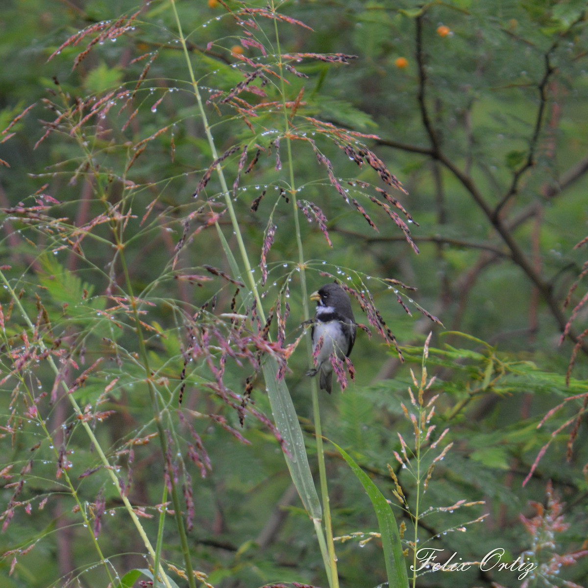 Double-collared Seedeater - ML190184401