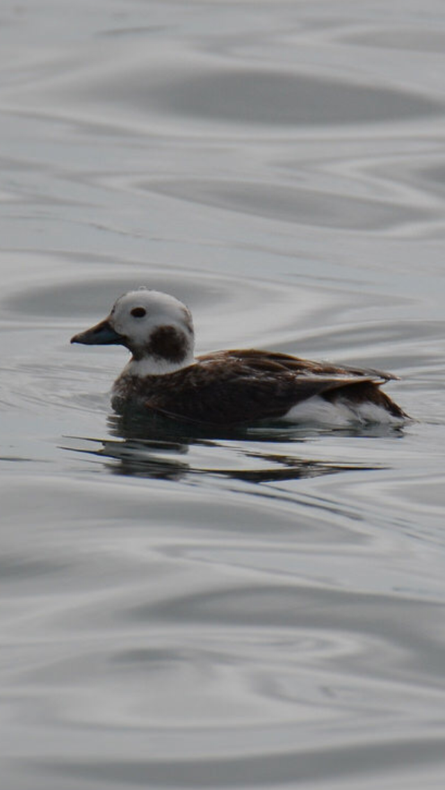 Long-tailed Duck - ML190184941