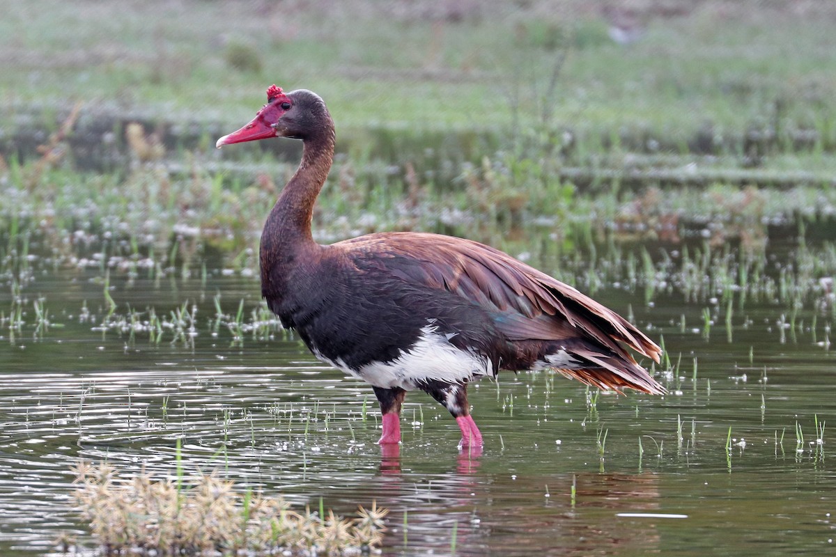 Spur-winged Goose (Northern) - ML190186351