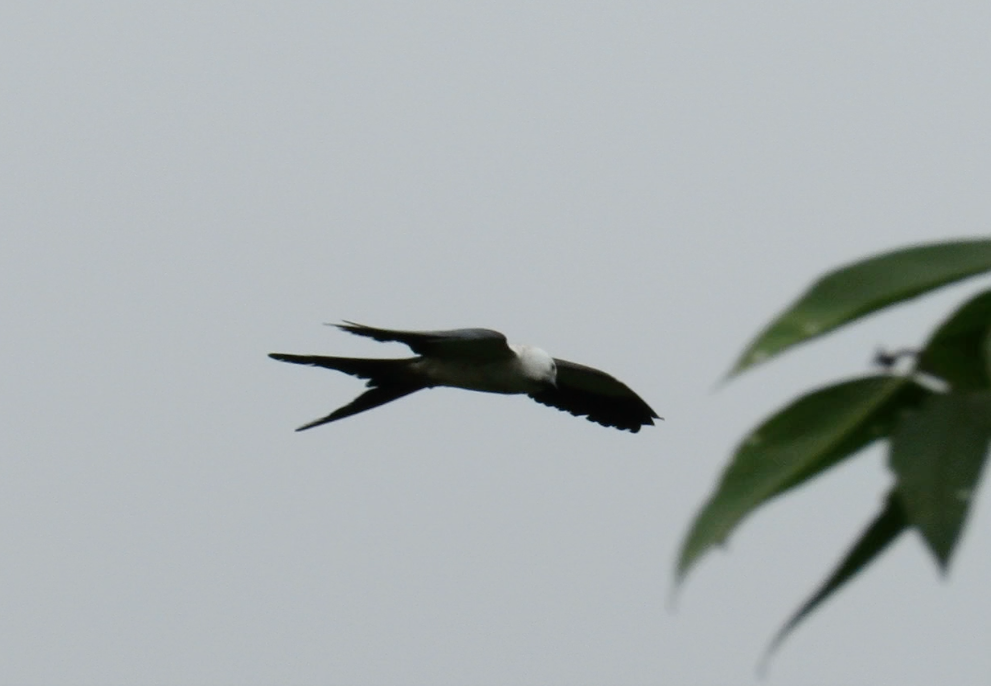 Swallow-tailed Kite - Barb Thomascall