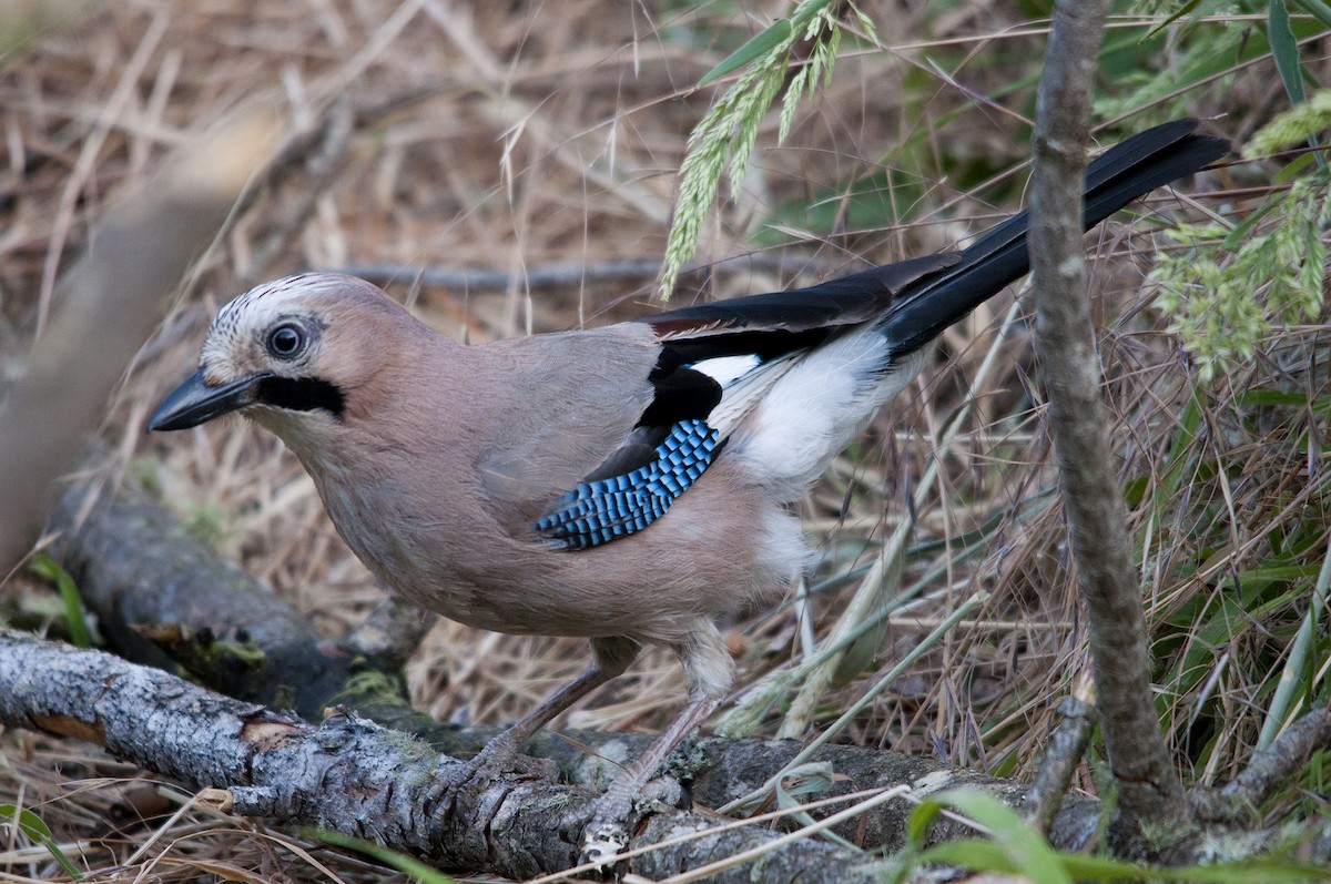 Eurasian Jay - Miguel Rouco