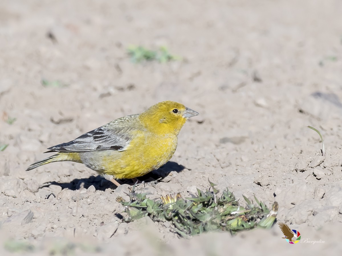 Greater Yellow-Finch - ML190190061