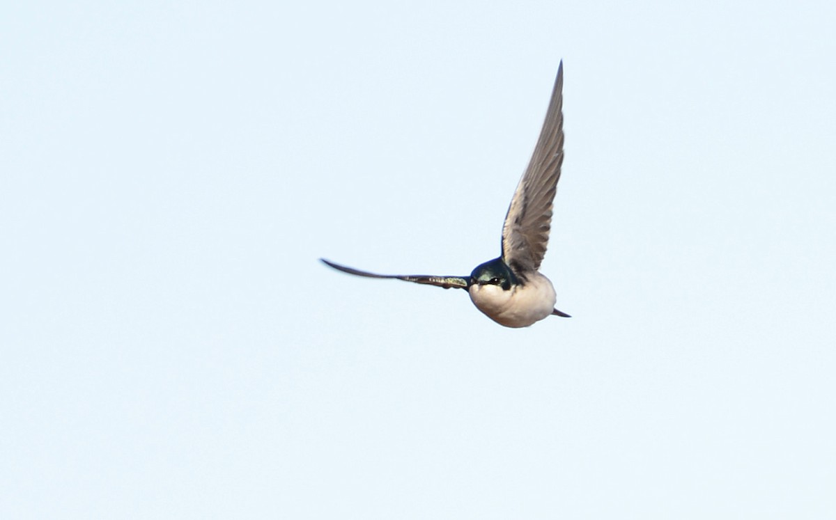 Tree Swallow - Rowland Spear