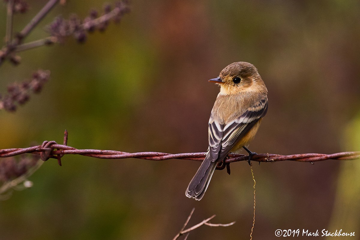 Buff-breasted Flycatcher - Mark Stackhouse