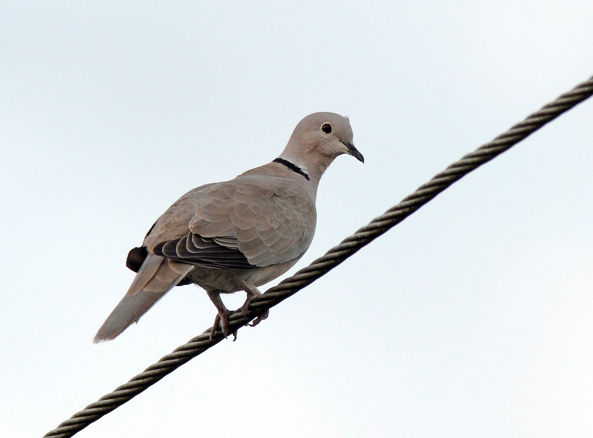 Eurasian Collared-Dove - Charles Hundertmark
