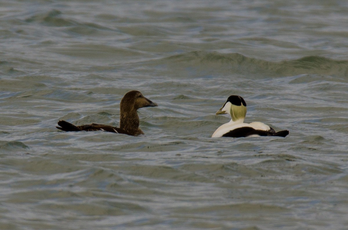 Common Eider - Brian Carruthers
