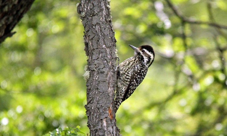 Striped Woodpecker - Garth V. Riley