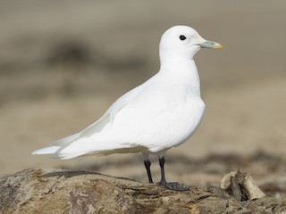  - Ivory Gull