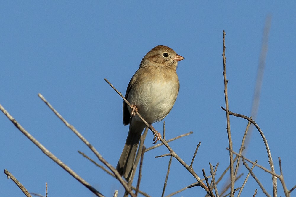 Field Sparrow - Martin Wall