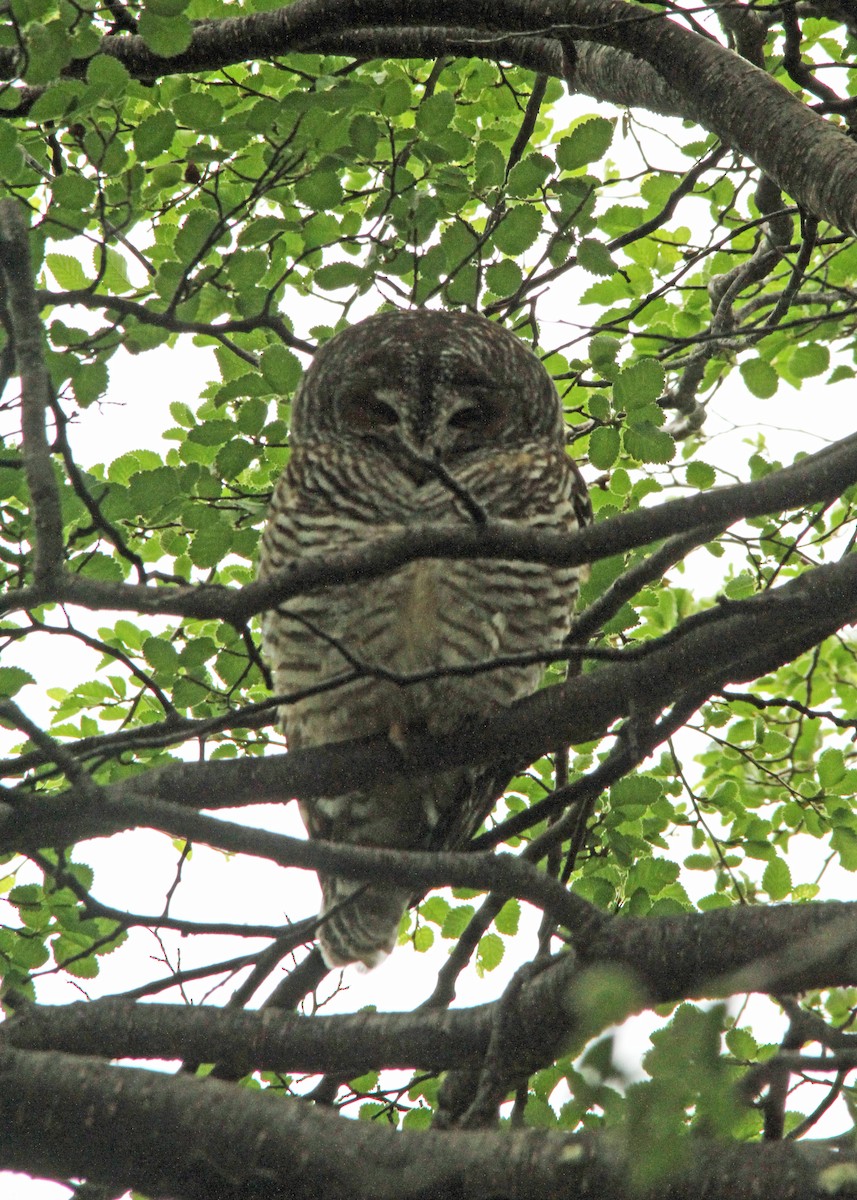 Rufous-legged Owl - ML190207241