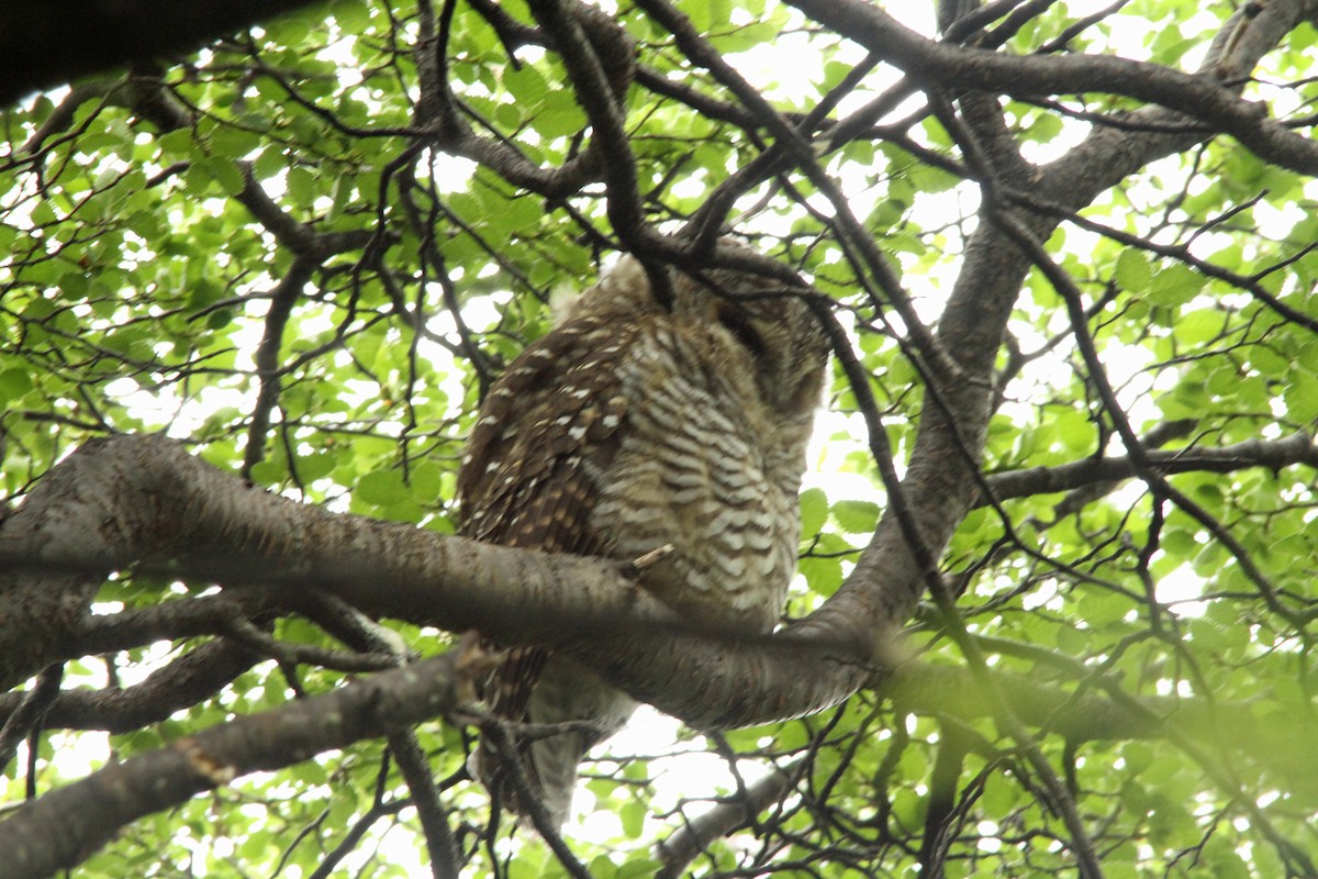 Rufous-legged Owl - ML190207321