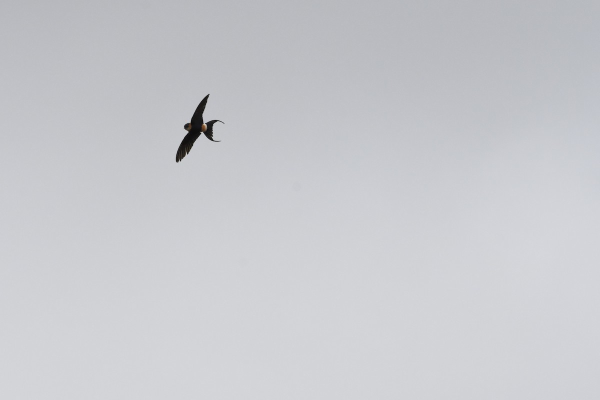 Red-rumped Swallow - ML190210601