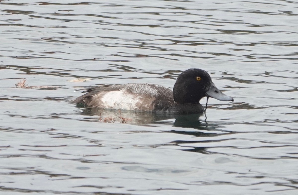Greater Scaup - ML190211781