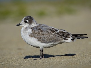  - Franklin's Gull