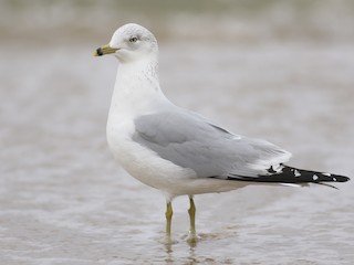  - Ring-billed Gull