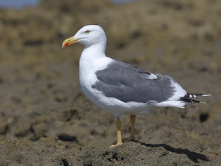  - Yellow-footed Gull