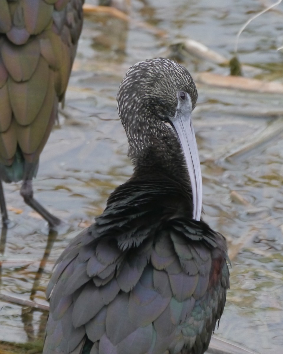 ibis americký - ML190219271