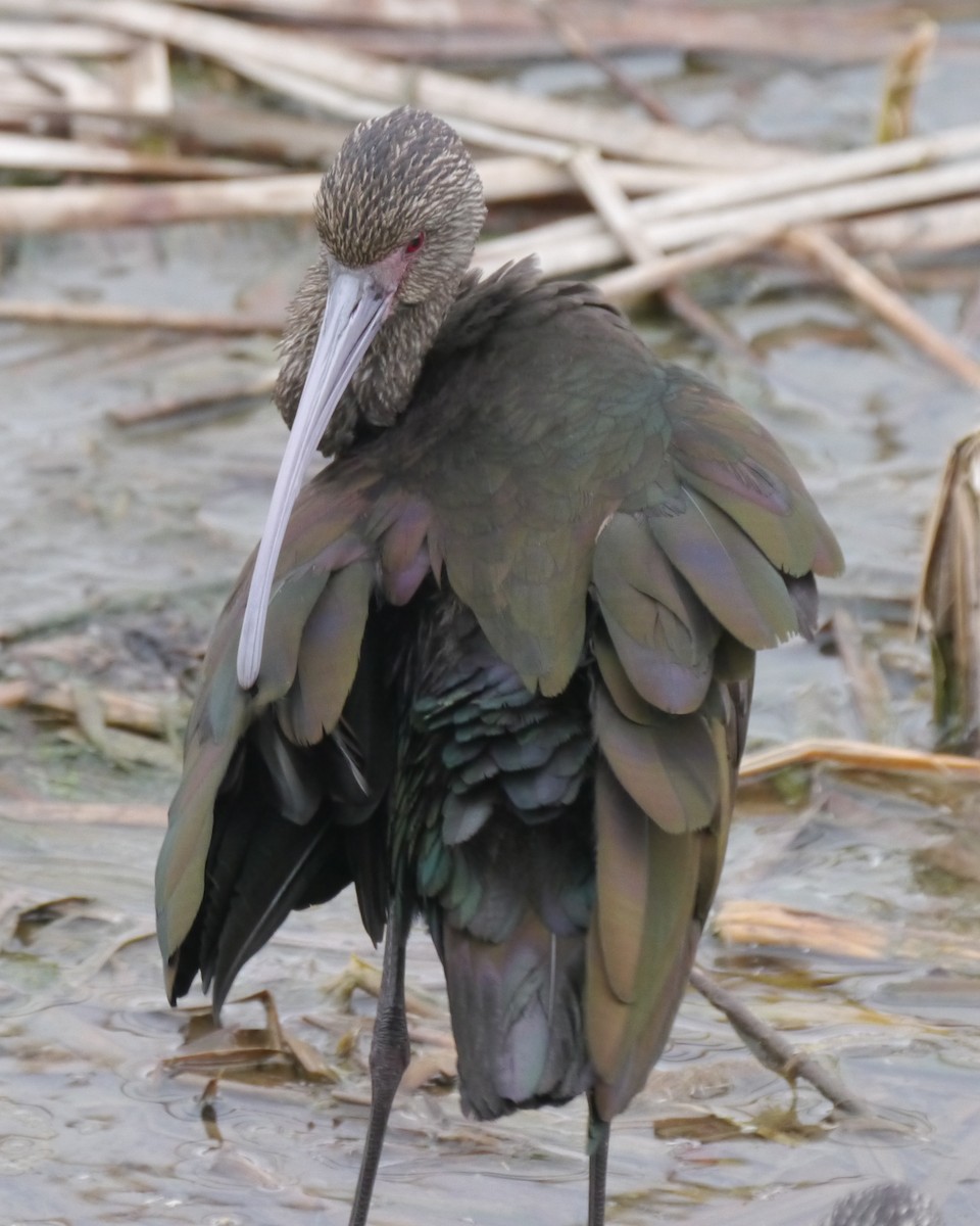 ibis americký - ML190219281