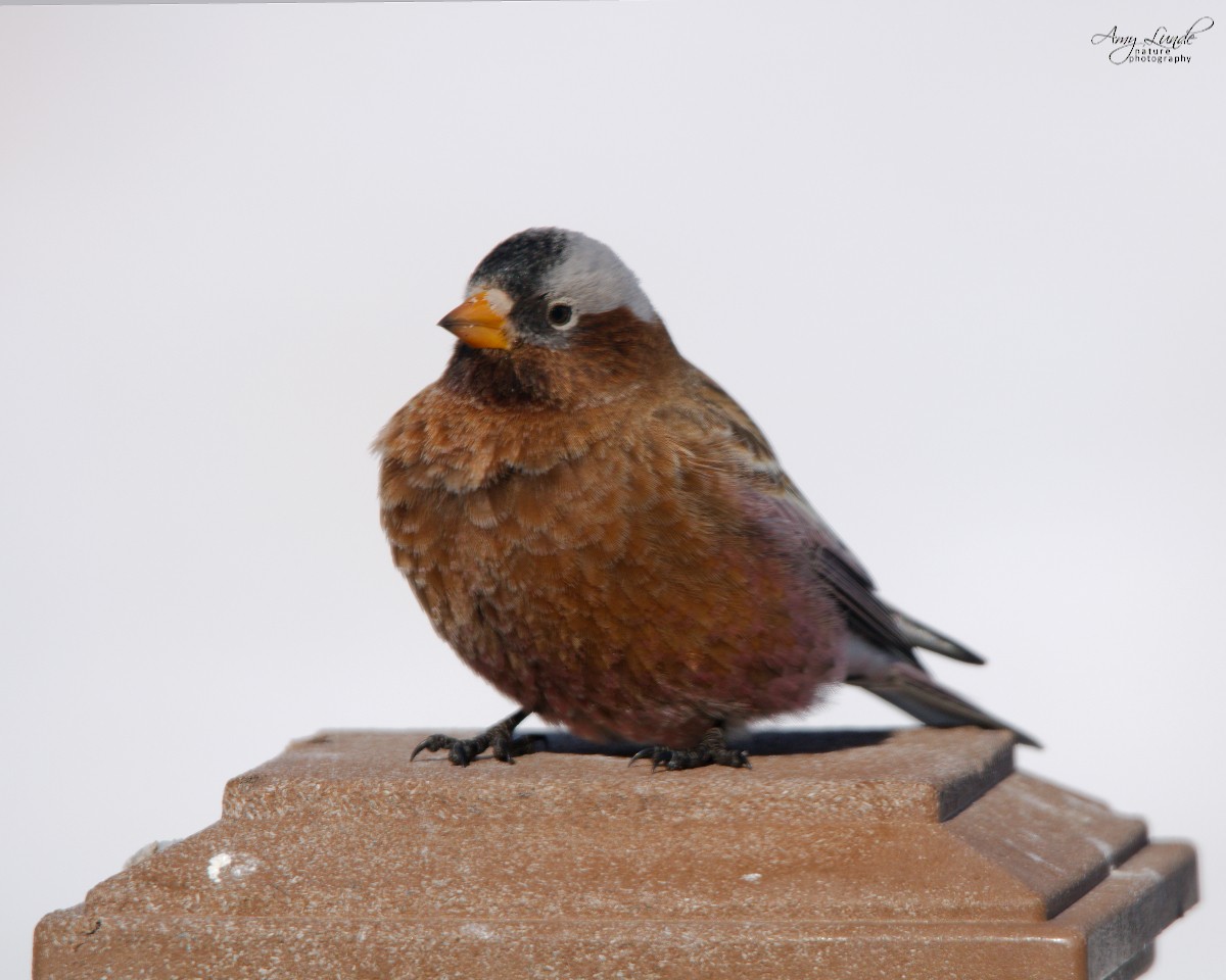 Gray-crowned Rosy-Finch - ML190222761
