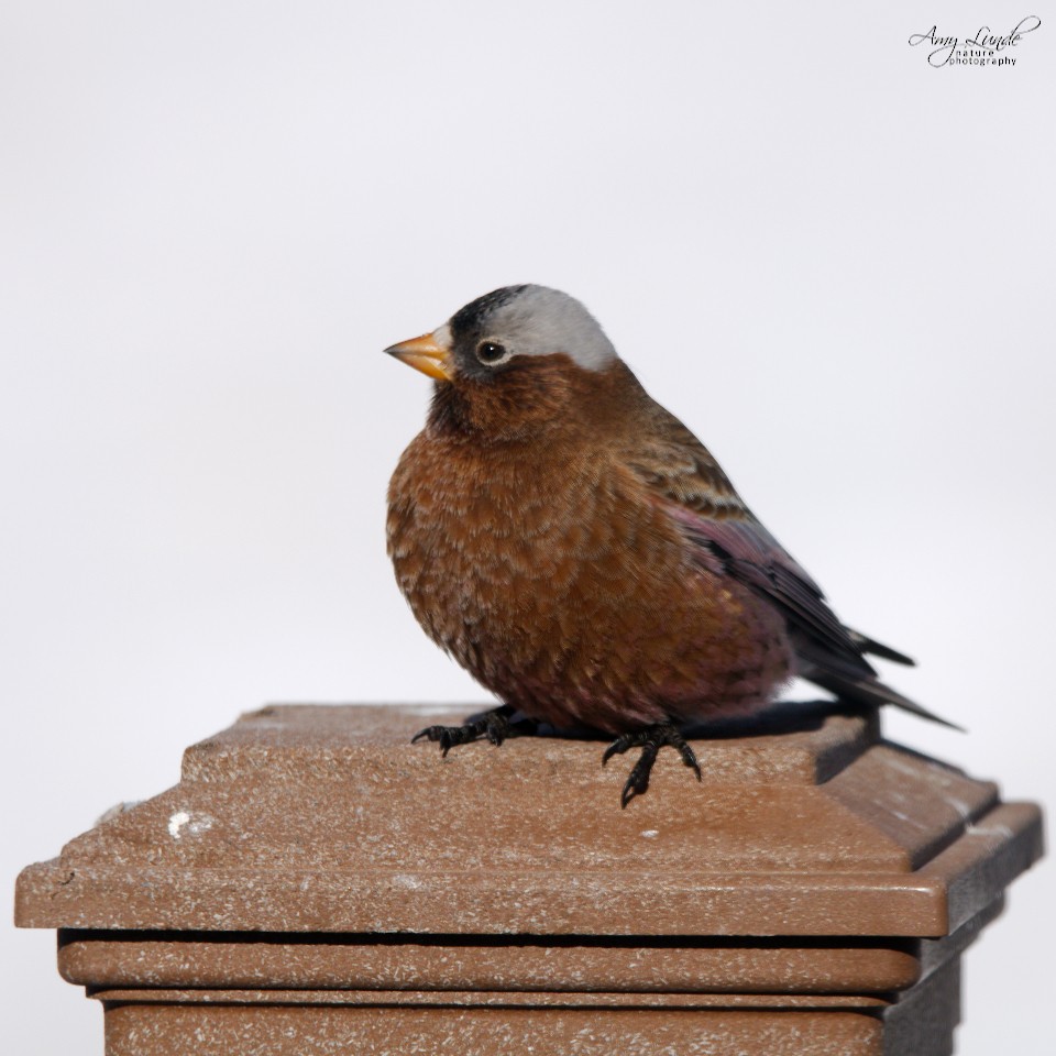 Gray-crowned Rosy-Finch - ML190222811