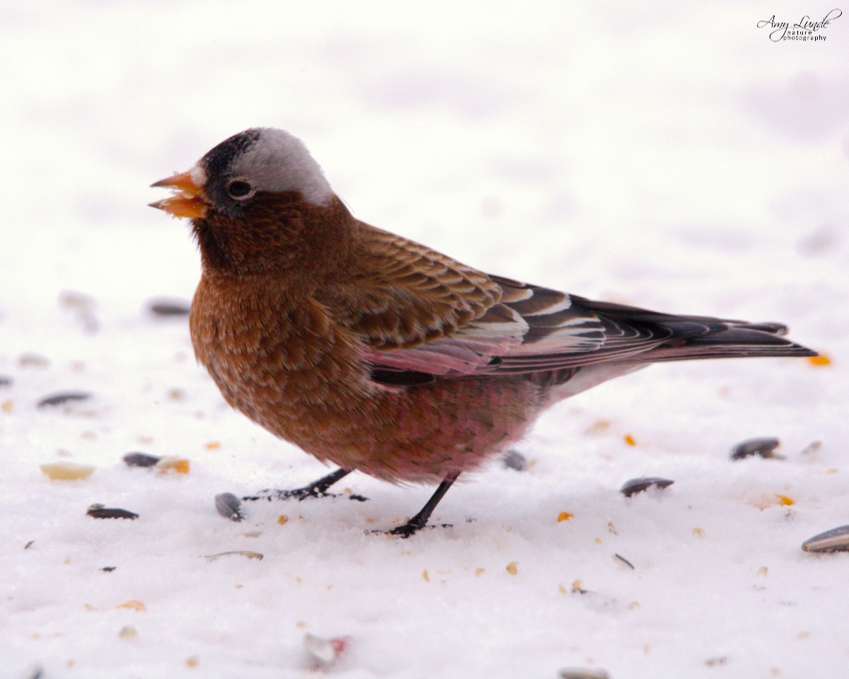 Gray-crowned Rosy-Finch - ML190222821