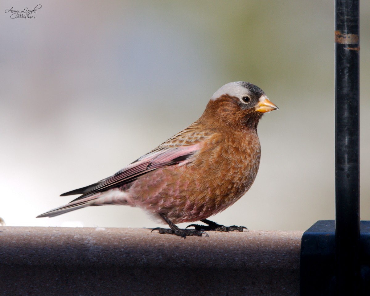 Gray-crowned Rosy-Finch - ML190222831