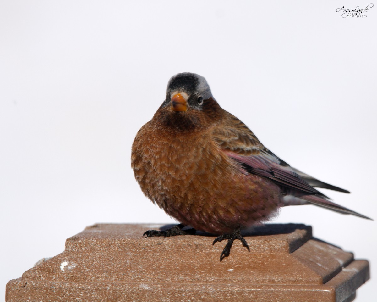 Gray-crowned Rosy-Finch - ML190222841