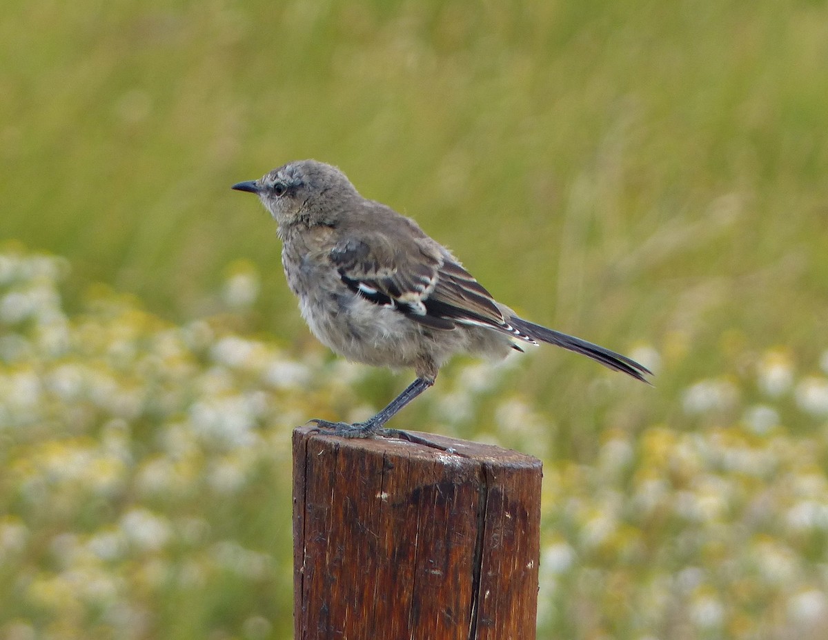 Patagonian Mockingbird - Carlos Schmidtutz