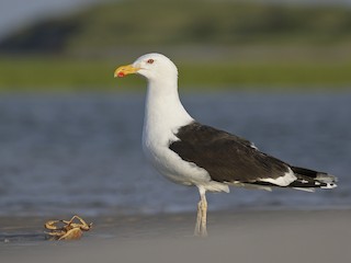  - Great Black-backed Gull