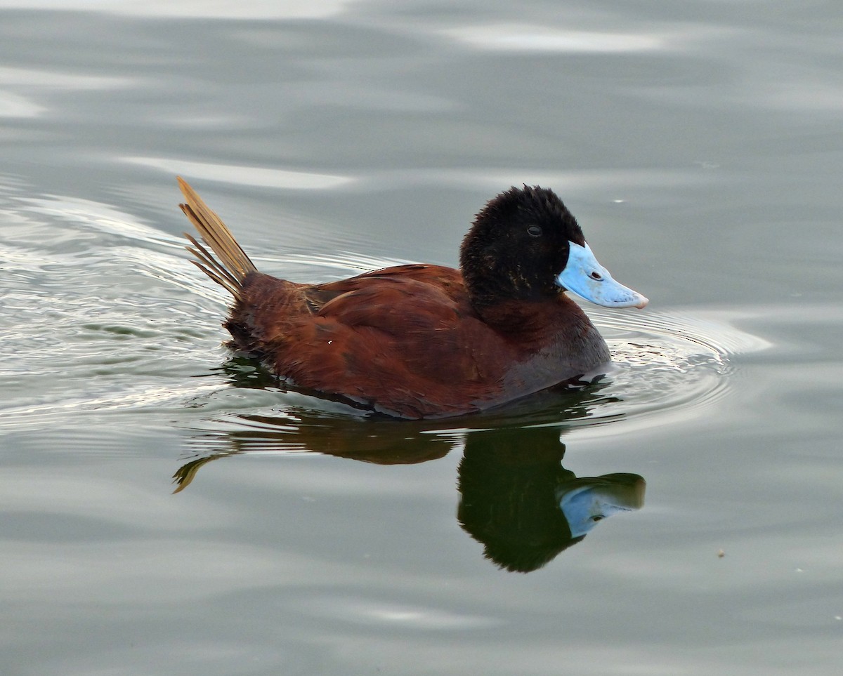 Andean Duck - ML190224961
