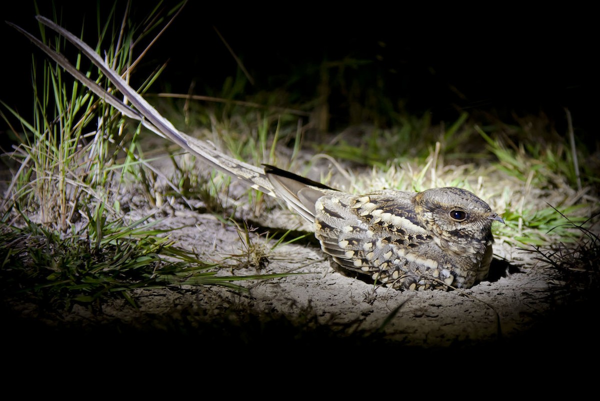 Scissor-tailed Nightjar - Paul Jones