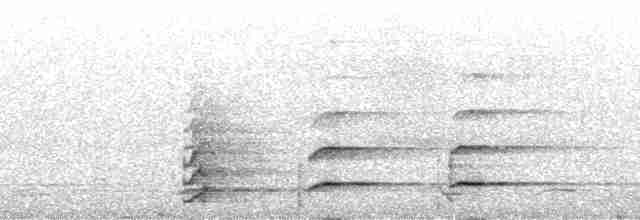 Белогрудый тукан (cuvieri/inca) - ML190228
