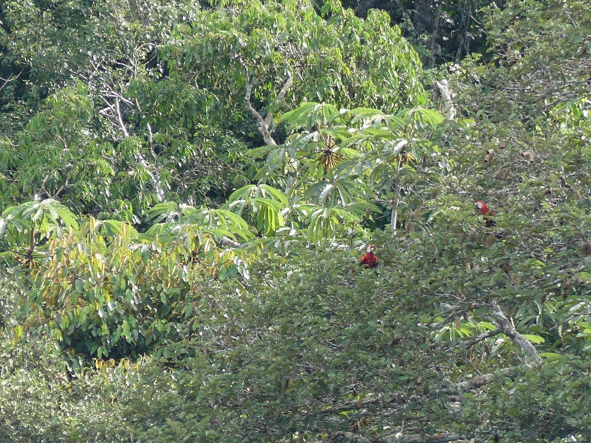 Scarlet Macaw - ML190228741