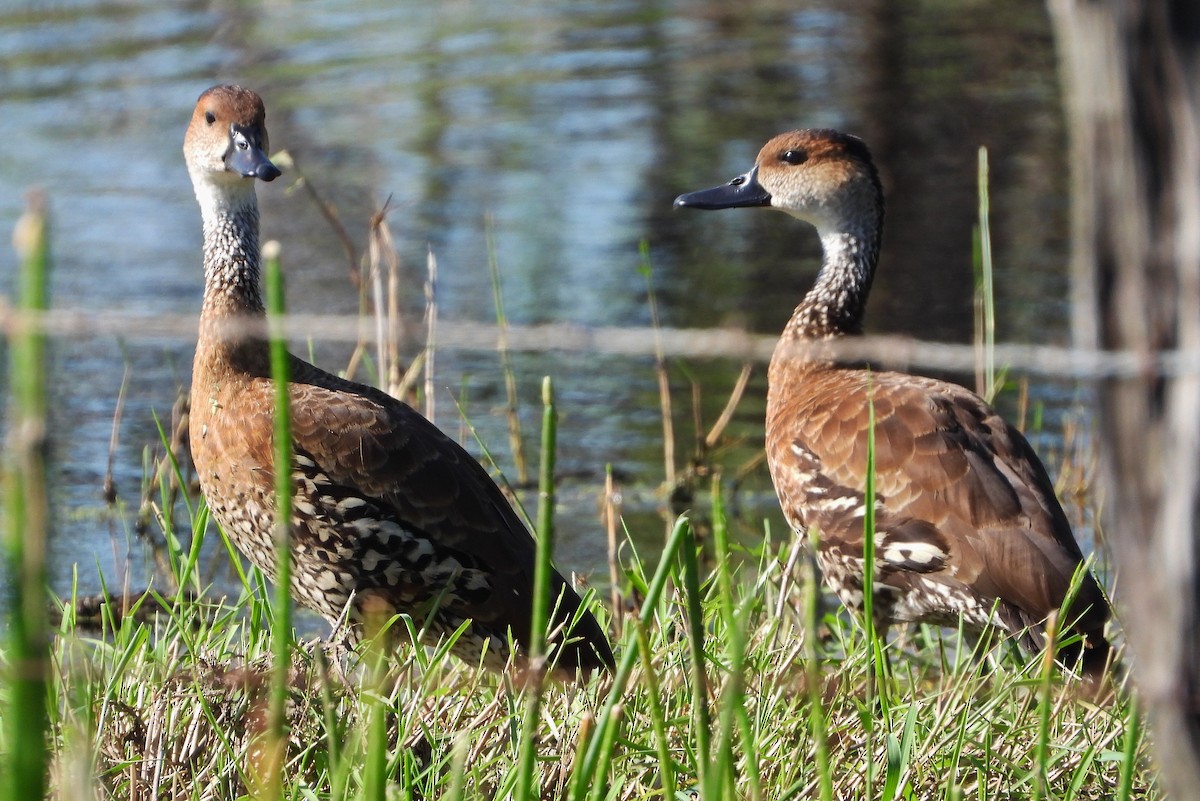 West Indian Whistling-Duck - ML190231921