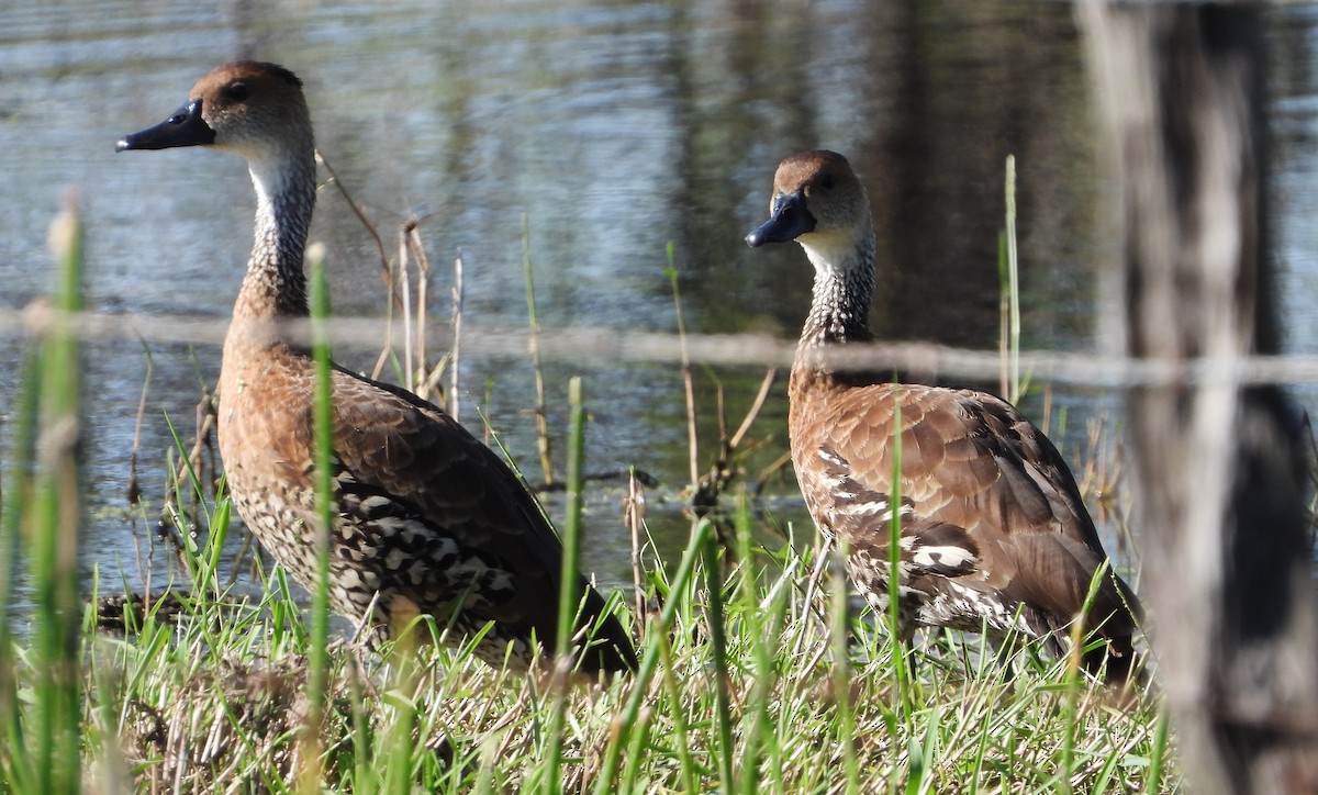 West Indian Whistling-Duck - ML190231931