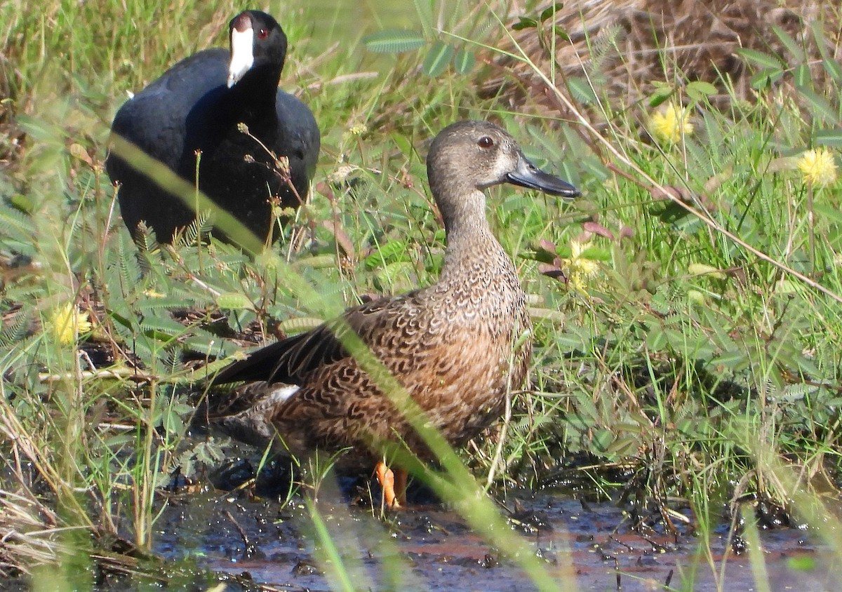 Blue-winged Teal - ML190231941